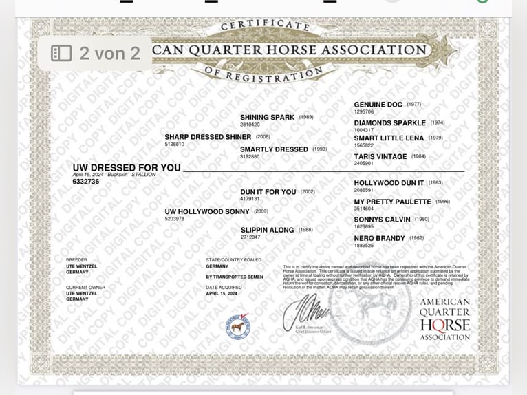 American Quarter Horse Stallion 1 year 14,2 hh Buckskin in Erkelenz