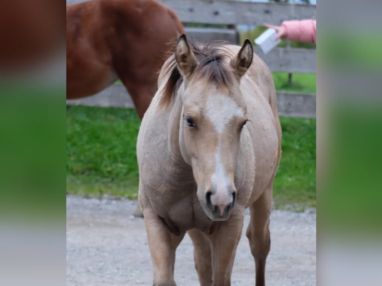 American Quarter Horse Stallion 1 year 14,2 hh Buckskin in Bad Kohlgrub