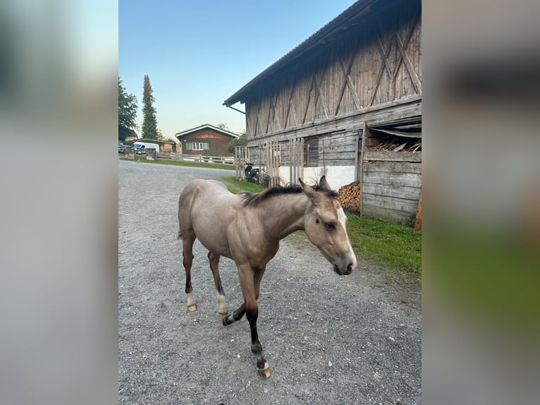 American Quarter Horse Stallion 1 year 14,2 hh Buckskin in Bad Kohlgrub