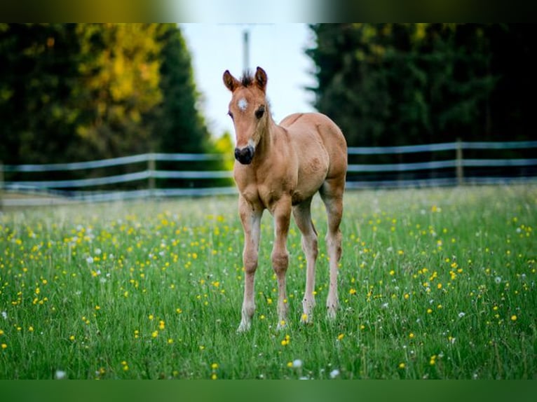 American Quarter Horse Stallion 1 year 14,2 hh Buckskin in Dahlem