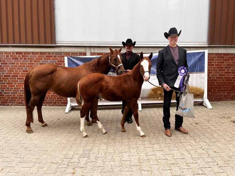 American Quarter Horse Stallion 1 year 14,2 hh Chestnut-Red in Ennigerloh