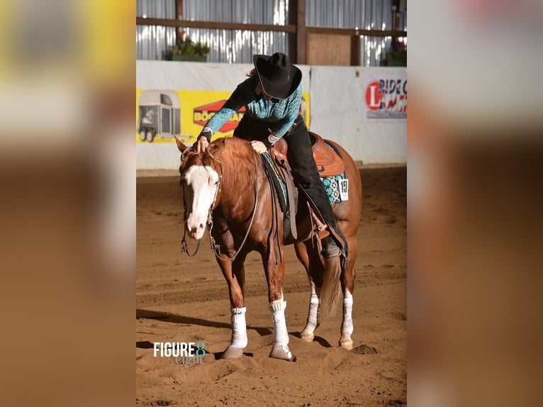 American Quarter Horse Stallion 1 year 14,2 hh Chestnut-Red in Mellingen