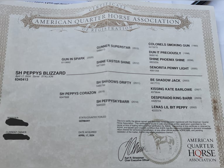 American Quarter Horse Stallion 1 year 14,2 hh Chestnut-Red in Steinen