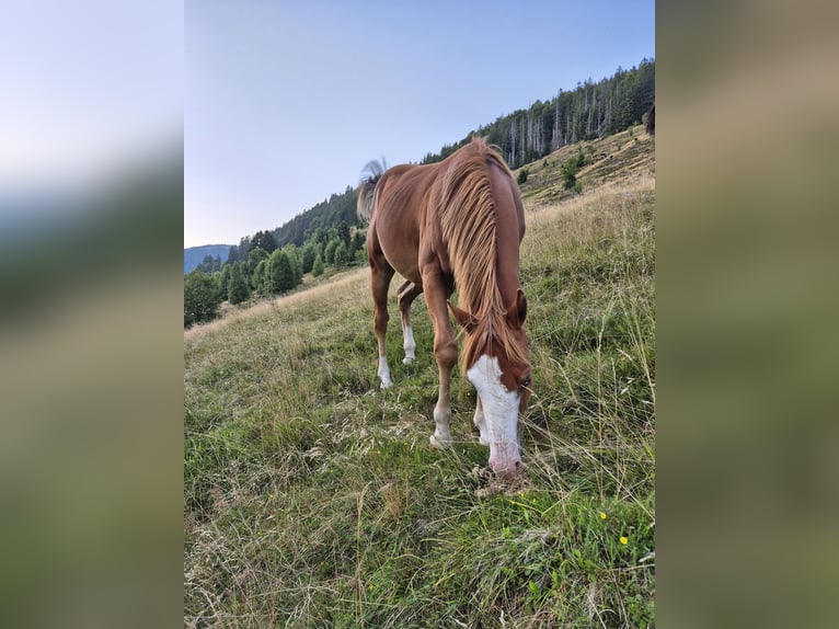 American Quarter Horse Stallion 1 year 14,2 hh Chestnut-Red in Steinen