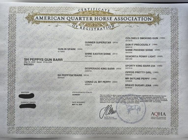 American Quarter Horse Stallion 1 year 14,2 hh Chestnut-Red in Steinen