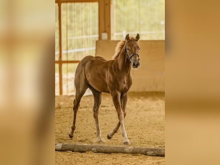 American Quarter Horse Stallion 1 year 14,2 hh Chestnut-Red in Allenbach