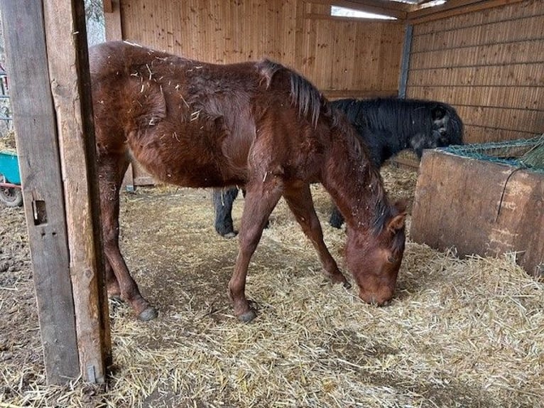 American Quarter Horse Stallion 1 year 14,2 hh Chestnut in Steinebrunn