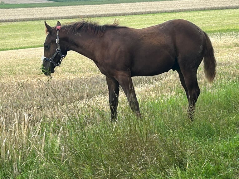 American Quarter Horse Stallion 1 year 14,2 hh Chestnut in Steinebrunn