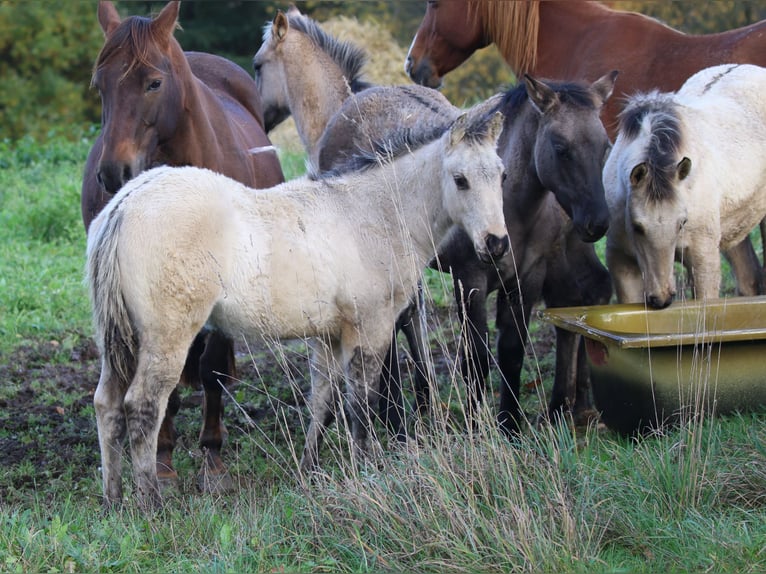 American Quarter Horse Stallion 1 year 14,2 hh Dunalino in Bodenfelde