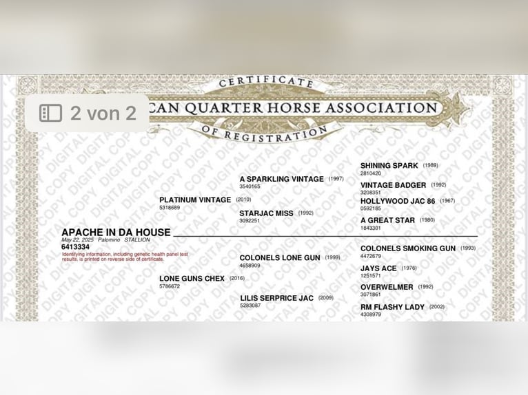 American Quarter Horse Stallion 1 year 14,2 hh Palomino in Haren