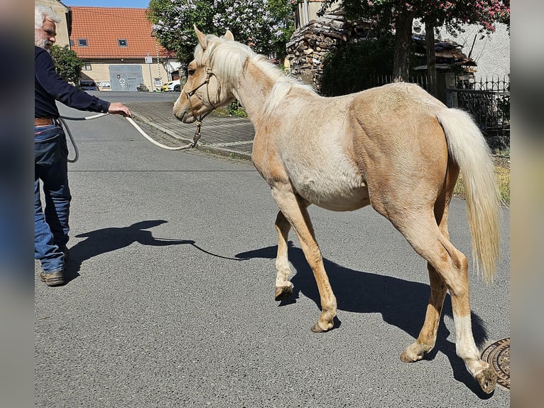 American Quarter Horse Stallion 1 year 14,2 hh Palomino in Müglitztal American Quarter Horse Stallion 1 year 14,2 hh Palomino in Müglitztal