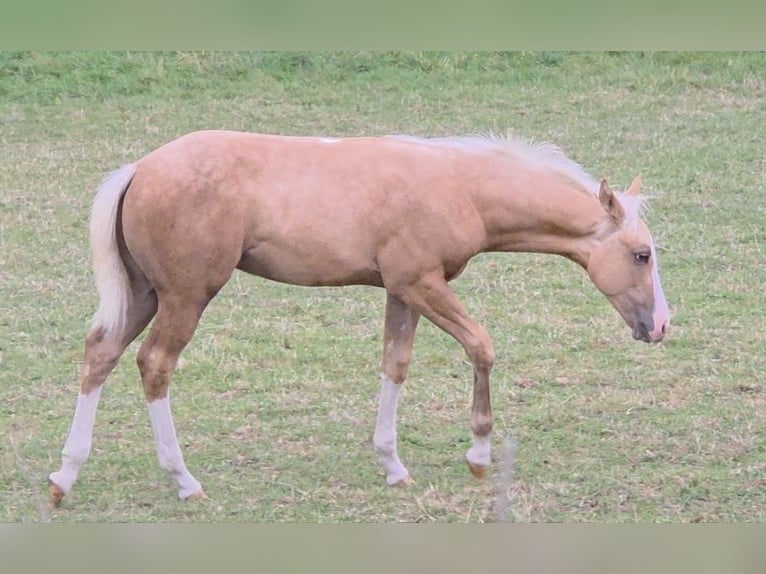 American Quarter Horse Stallion 1 year 14,2 hh Palomino in Langenbach