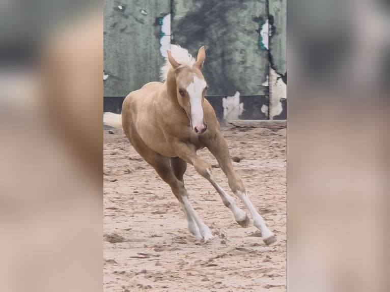 American Quarter Horse Stallion 1 year 14,2 hh Palomino in Langenbach