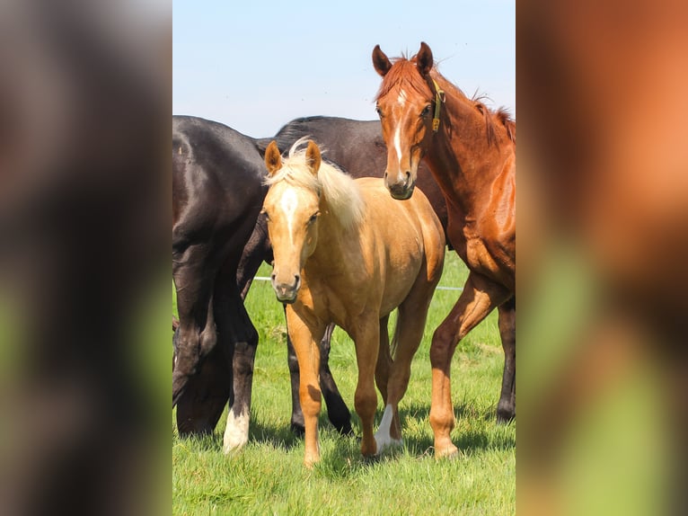 American Quarter Horse Stallion 1 year 14,2 hh Palomino in Celle
