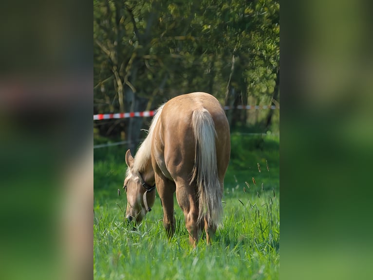American Quarter Horse Stallion 1 year 14,2 hh Palomino in Celle