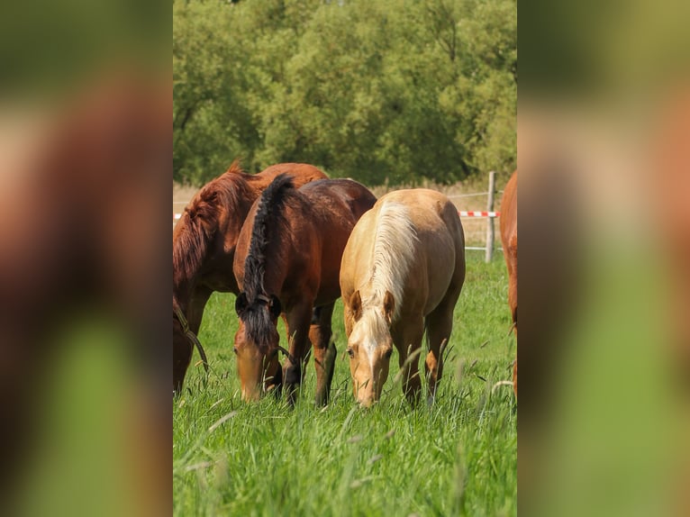 American Quarter Horse Stallion 1 year 14,2 hh Palomino in Celle