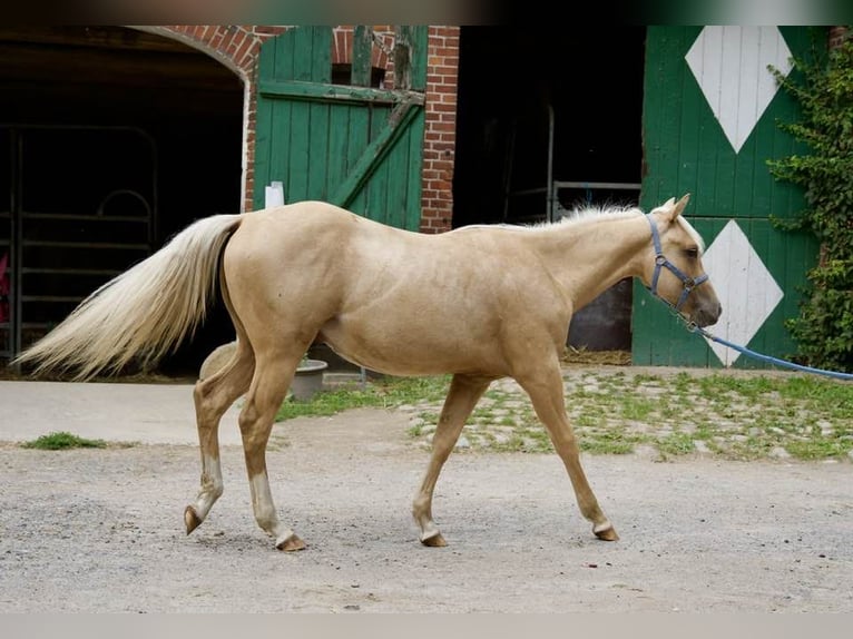 American Quarter Horse Stallion 1 year 14,2 hh Palomino in L&#xFC;dinghausen