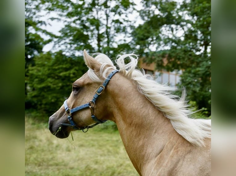 American Quarter Horse Stallion 1 year 14,2 hh Palomino in L&#xFC;dinghausen