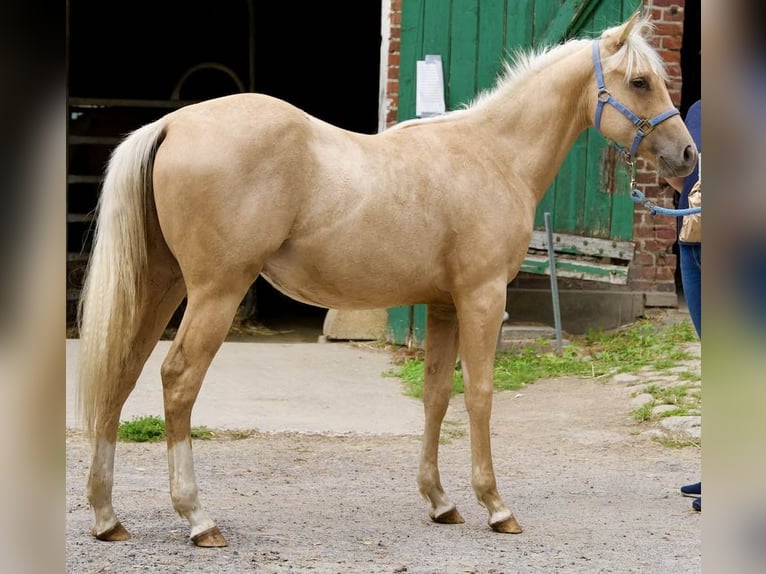 American Quarter Horse Stallion 1 year 14,2 hh Palomino in L&#xFC;dinghausen