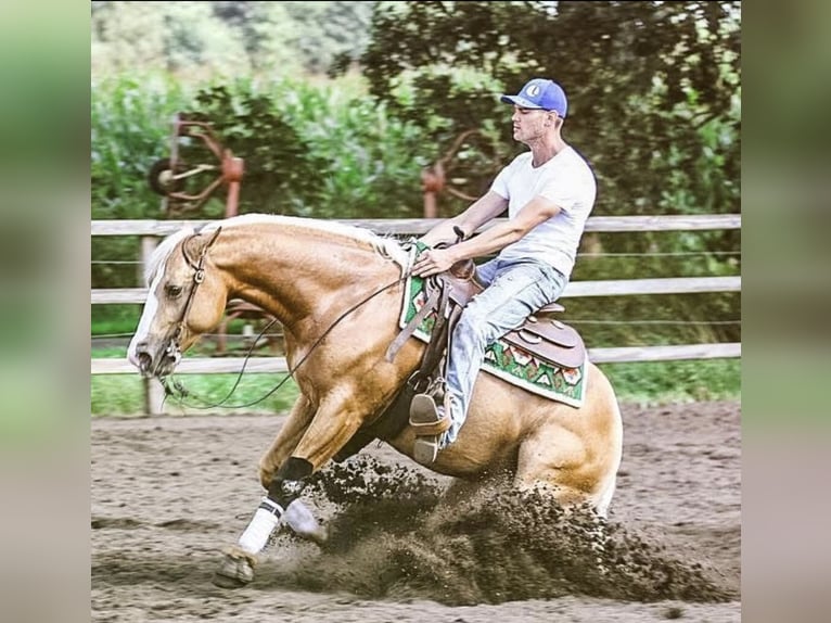 American Quarter Horse Stallion 1 year 14,2 hh Perlino in Voerendaal