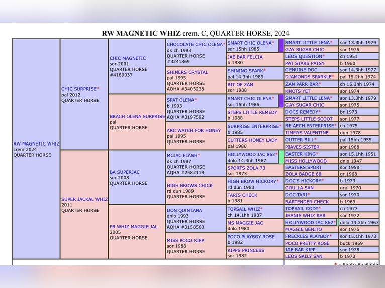 American Quarter Horse Stallion 1 year 14,2 hh Perlino in Voerendaal