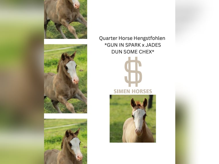 American Quarter Horse Stallion 1 year 14,2 hh Red Dun in Steinen