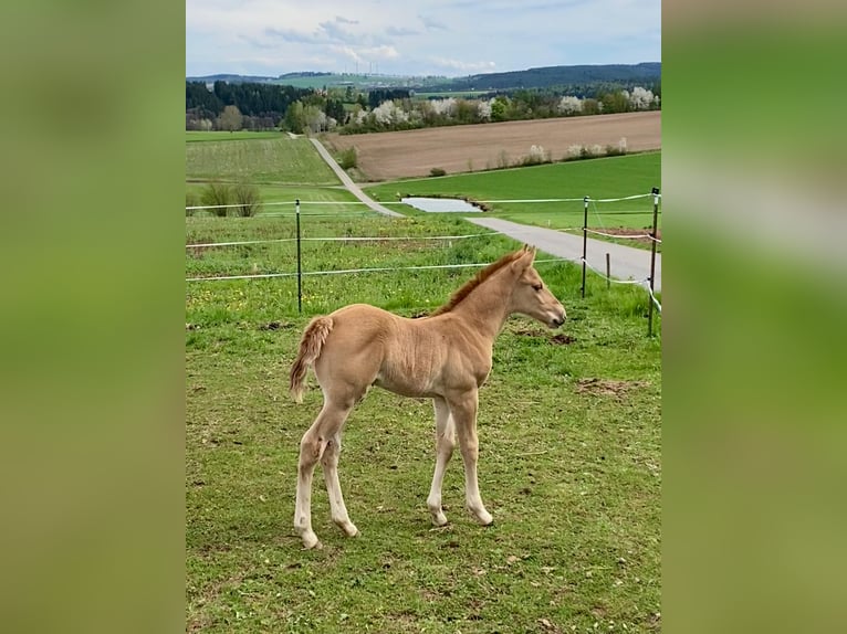 American Quarter Horse Stallion 1 year 14,2 hh Red Dun in Erbendorf
