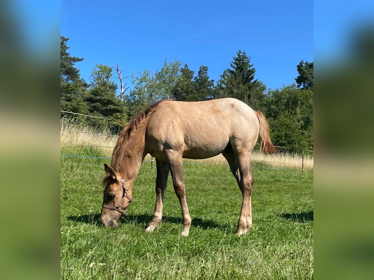 American Quarter Horse Stallion 1 year 14,2 hh Red Dun in Erbendorf