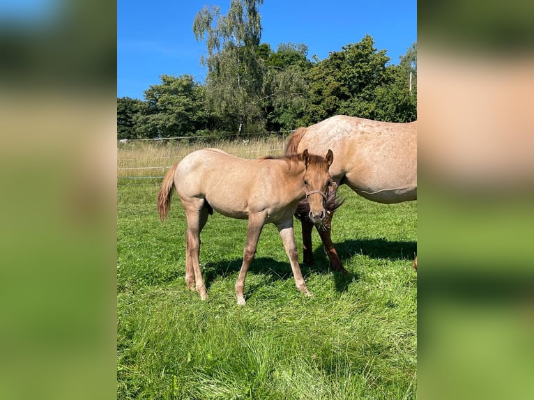 American Quarter Horse Stallion 1 year 14,2 hh Red Dun in Erbendorf