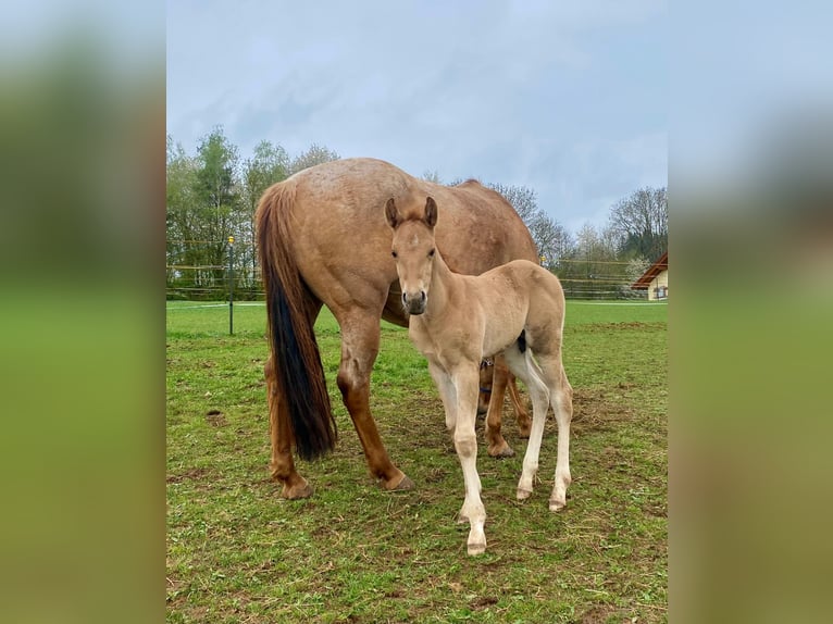 American Quarter Horse Stallion 1 year 14,2 hh Red Dun in Erbendorf