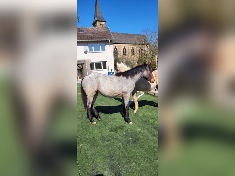 American Quarter Horse Stallion 1 year 14,2 hh Roan-Bay in Katzweiler American Quarter Horse Stallion 1 year 14,2 hh Roan-Bay in Katzweiler