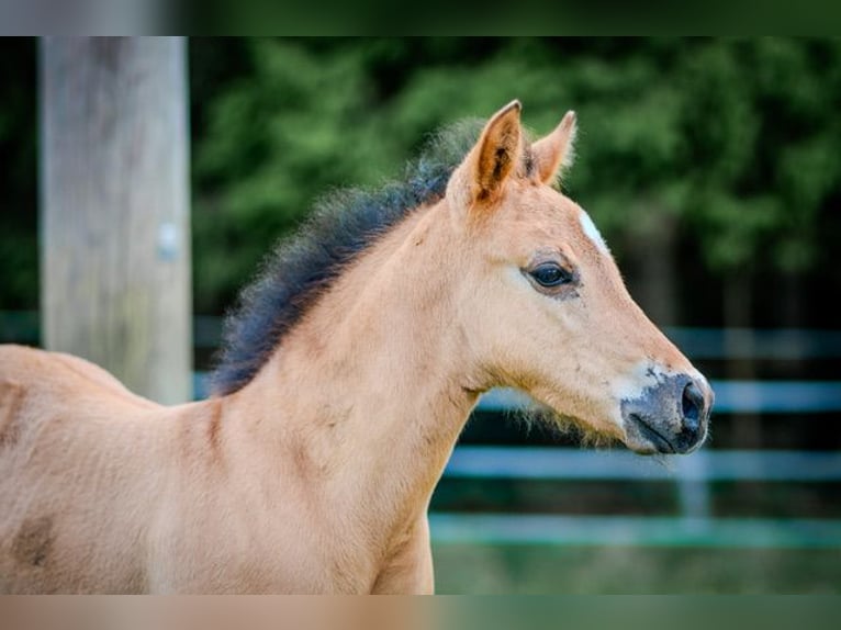 American Quarter Horse Stallion 1 year 14,2 hh in Dahlem