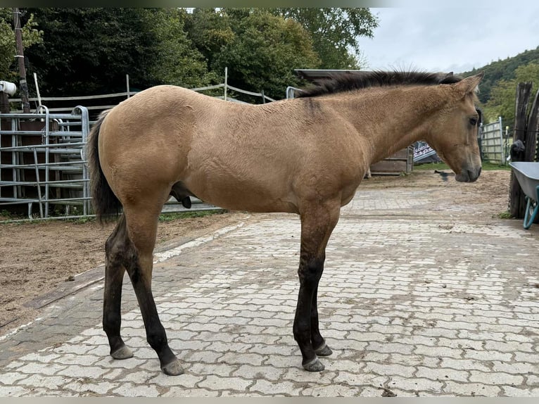 American Quarter Horse Stallion 1 year 14,2 hh in Liebenau