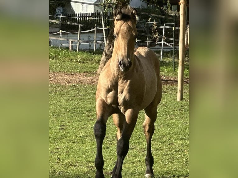 American Quarter Horse Stallion 1 year 14,2 hh in Liebenau