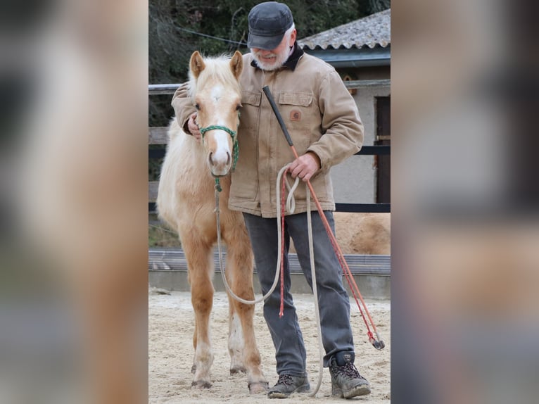 American Quarter Horse Stallion 1 year 14,2 hh in M&#xFC;glitztal