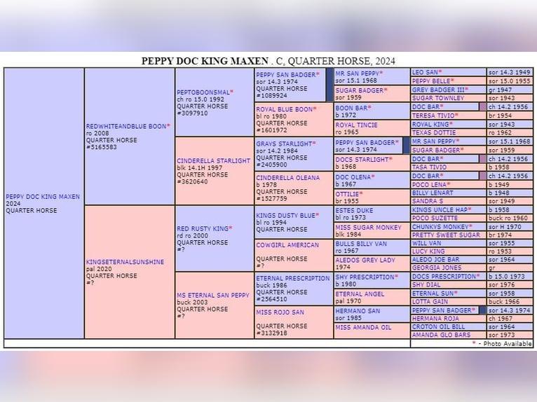 American Quarter Horse Stallion 1 year 14,2 hh in M&#xFC;glitztal