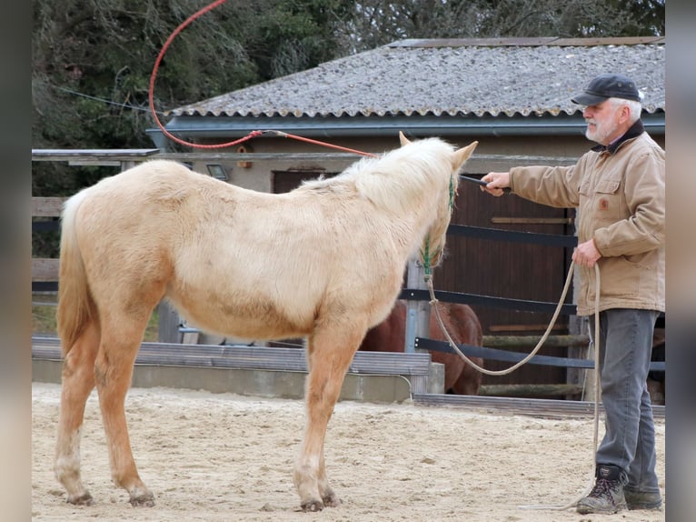 American Quarter Horse Stallion 1 year 14,2 hh in M&#xFC;glitztal