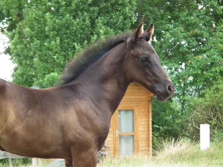 American Quarter Horse Stallion 1 year 14,3 hh Black in Mücke