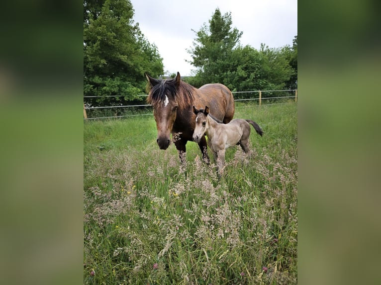 American Quarter Horse Stallion 1 year 14,3 hh Black in Niederscheidweiler
