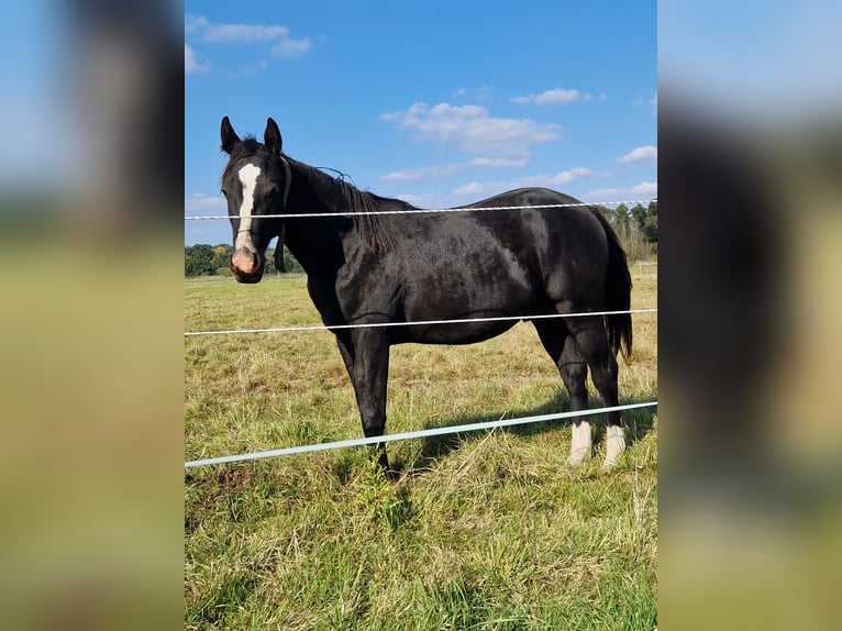 American Quarter Horse Stallion 1 year 14,3 hh Black in Celle