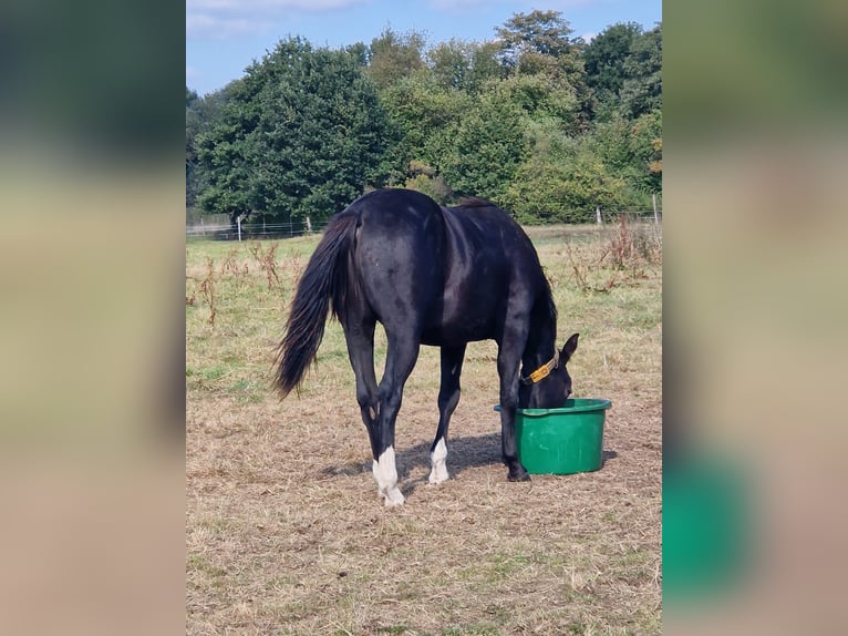 American Quarter Horse Stallion 1 year 14,3 hh Black in Celle