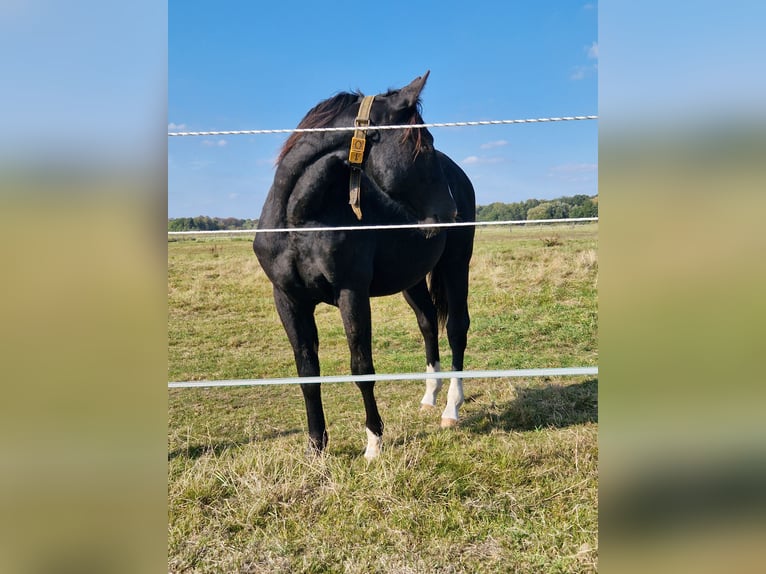 American Quarter Horse Stallion 1 year 14,3 hh Black in Celle