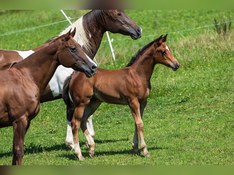 American Quarter Horse Stallion 1 year 14,3 hh Brown in Dietenheim