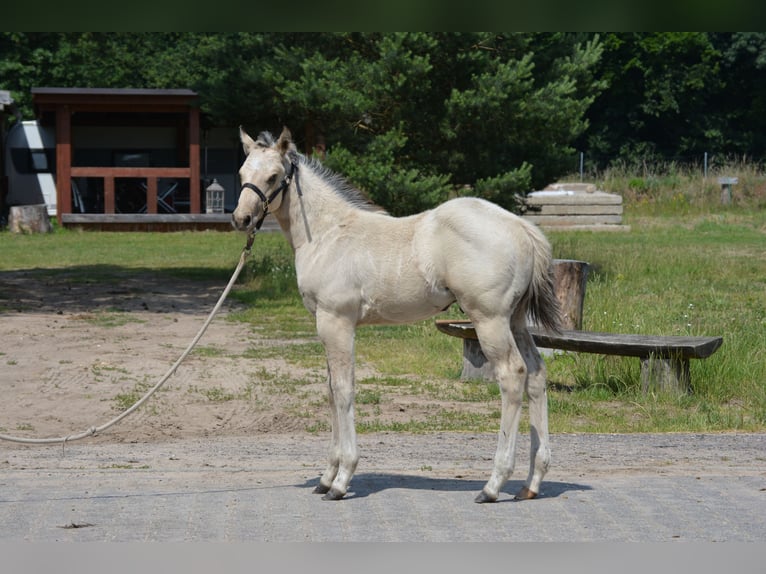 American Quarter Horse Stallion 1 year 14,3 hh Buckskin in Wusterhausen (Dosse)