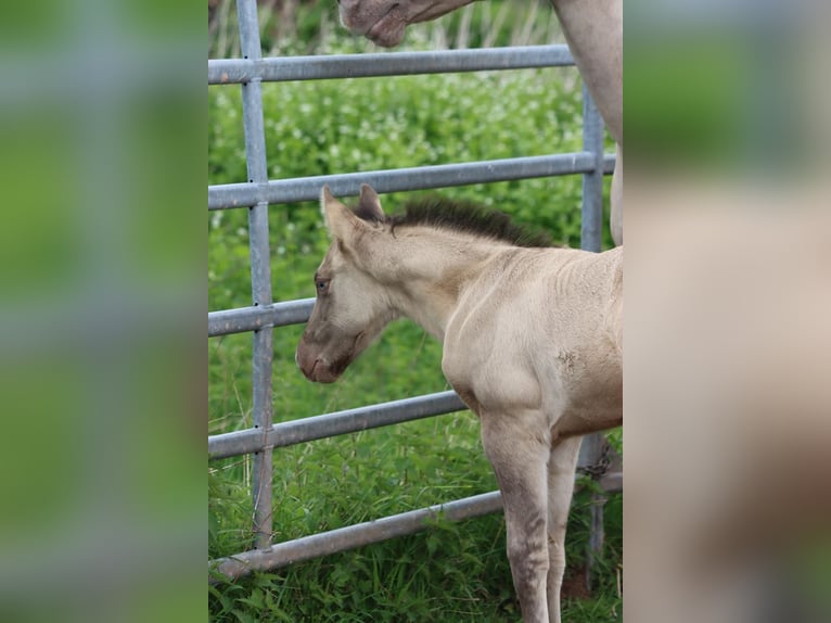 American Quarter Horse Stallion 1 year 14,3 hh Champagne in Hellenthal