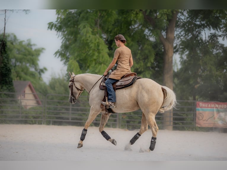 American Quarter Horse Stallion 1 year 14,3 hh Palomino in New Holland