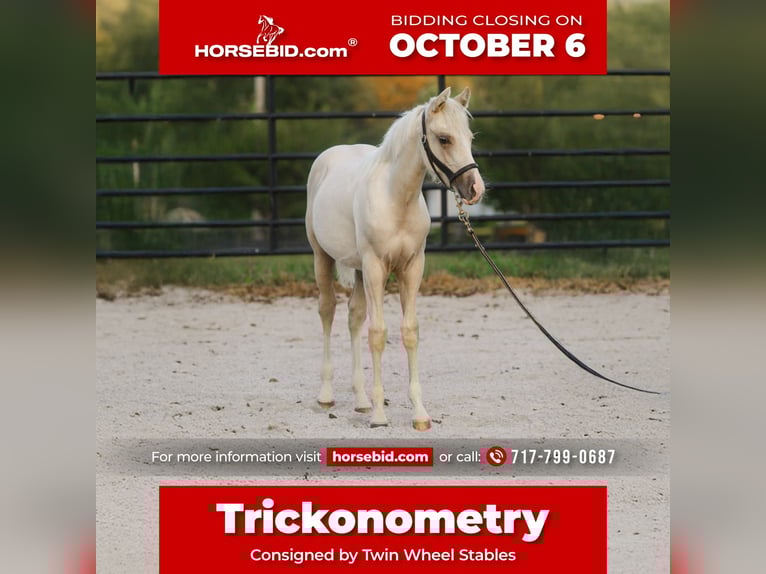 American Quarter Horse Stallion 1 year 14,3 hh Palomino in New Holland