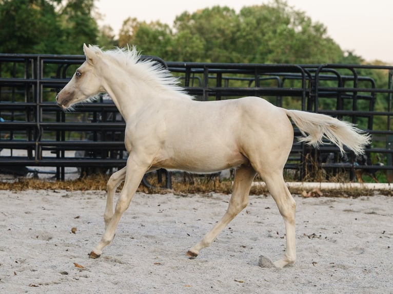 American Quarter Horse Stallion 1 year 14,3 hh Palomino in New Holland
