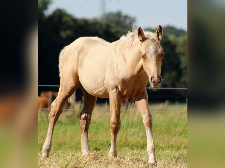 American Quarter Horse Stallion 1 year 14,3 hh Palomino in Stade