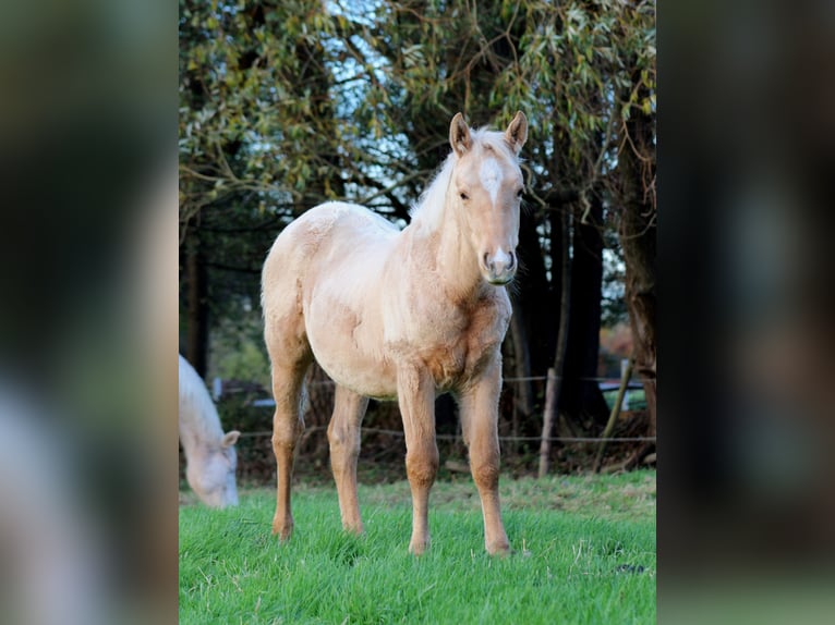 American Quarter Horse Stallion 1 year 14,3 hh Palomino in Stade